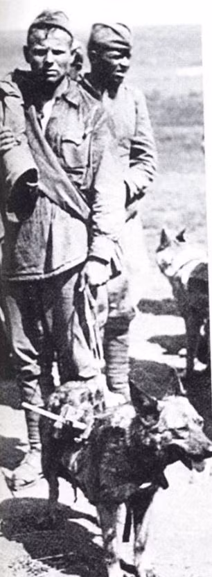 "Binh chủng" Chó cảm tử.