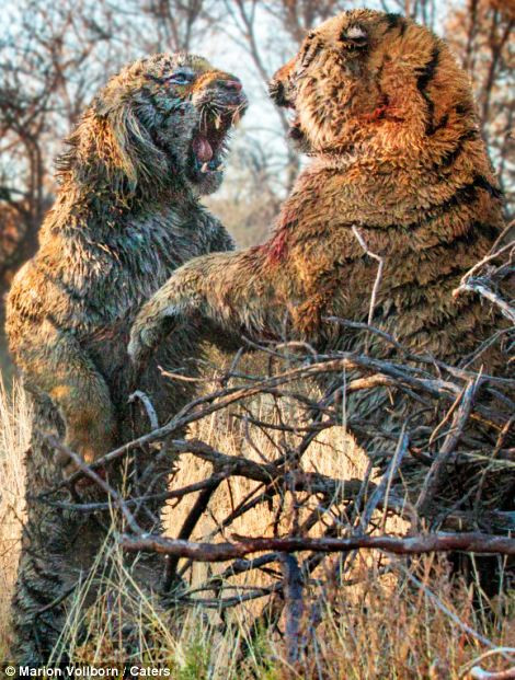 Hai con cọp giao đấu tranh giành lãnh thổ. Hai con cọp giao đấu tranh giành lãnh thổ.