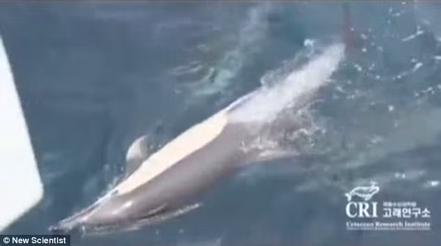 Con cá heo ngửa bụng lên mặt nước khi một vây dường như bị tê liệt.