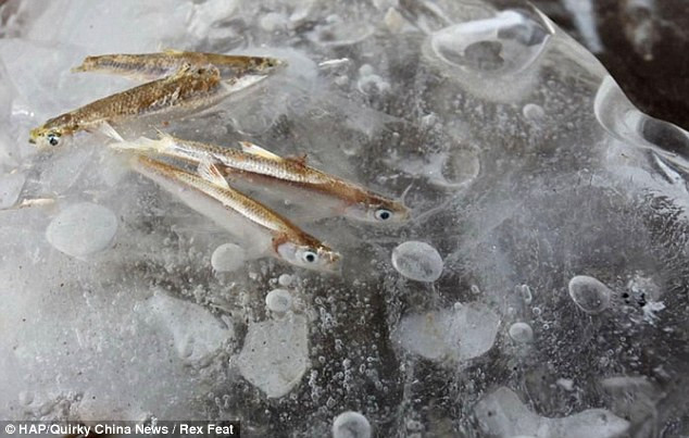 Mặc dù đã chết nhưng chúng trông vẫn còn khá tươi ngon. Mặc dù đã chết nhưng chúng trông vẫn còn khá tươi ngon.