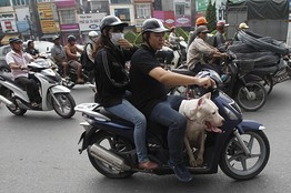 Xe máy là phương tiện đi lại phổ biến nhất tại Việt Nam. Xe máy là phương tiện đi lại phổ biến nhất tại Việt Nam.