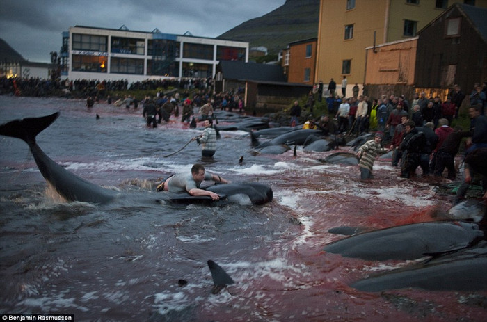 Người dân Faroe, chủ yếu là nam giới, tham gia lễ hội thảm sát cá heo. Người dân Faroe, chủ yếu là nam giới, tham gia lễ hội thảm sát cá heo.