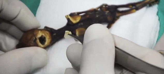 Bộ cốt được coi là sự "đột biến thú vị" của con người.