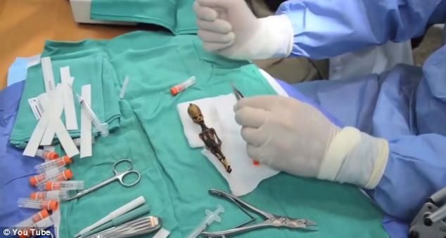 Các nhà khoa học lấy mẫu tủy xương của xác ướp để nghiên cứu.