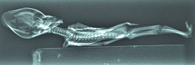 Phim x-quang của xác ướp người tí hon.