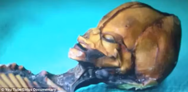 Nó sở hữu hộp sọ khá lớn khiến nhiều người lầm tưởng rằng đó là phần còn lại của một sự sống ngoài Trái Đất.