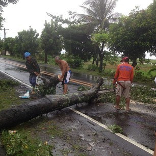 Cây bị bão quật đổ tại Baao CamSur Cây bị bão quật đổ tại Baao CamSur