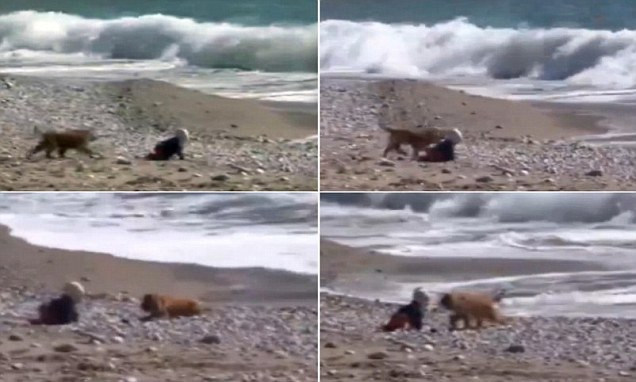 Chú chó ngăn không cho em bé bò xuống nước. Chú chó ngăn không cho em bé bò xuống nước.