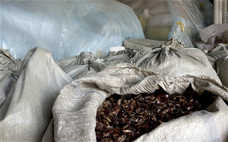 Gián chuẩn bị được vận chuyển đi bán. Gián chuẩn bị được vận chuyển đi bán.