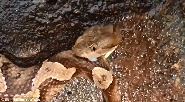 Chiếc đầu trăn vẫn cắn vào mình sau khi bị chặt đứt.