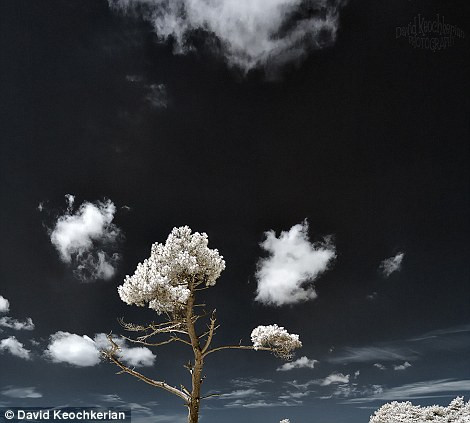 Cây và mây trời biến thành màu trắng ma quái dưới ống kính hồng ngoại. Cây và mây trời biến thành màu trắng ma quái dưới ống kính hồng ngoại.