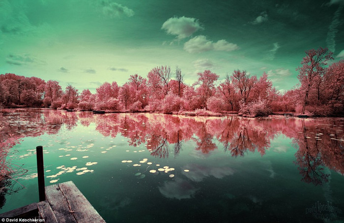 Thiên nhiên vùng Amien. Cây cối xanh tươi biến thành màu hồng ám ảnh. Thiên nhiên vùng Amien. Cây cối xanh tươi biến thành màu hồng ám ảnh.