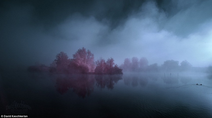 Những bụi cây màu hồng siêu thực ở Fouilloy. Những bụi cây màu hồng siêu thực ở Fouilloy.