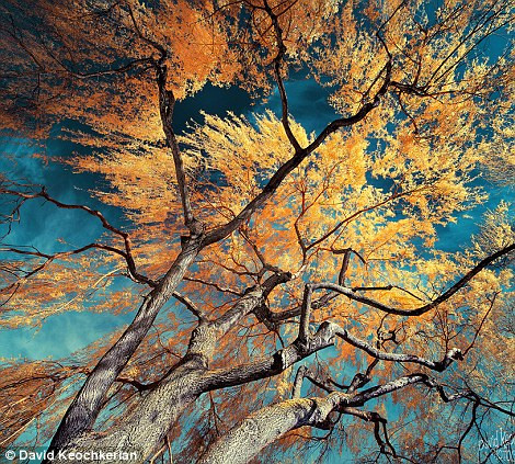 Lá cây vàng như những giọt vàng nóng chảy đang tuôn trào. Lá cây vàng như những giọt vàng nóng chảy đang tuôn trào.