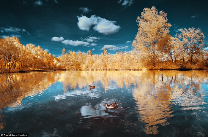 Vịt bơi trên sông Somme. Vịt bơi trên sông Somme.