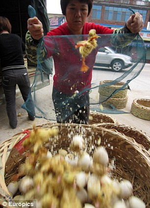 Một phụ nữ đổ vịt vào giỏ đựng. Một phụ nữ đổ vịt vào giỏ đựng.