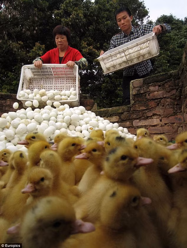 Những quả trứng ấp dở và vịt non được đổ vào một chuồng nuôi rắn.