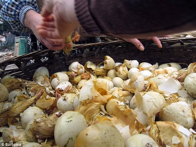 Những con vịt bị ép nở sớm để gom làm thức ăn cho rắn.