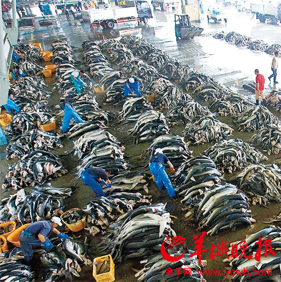 Công nhân lấy vây cá mập tại một nhà xưởng. Công nhân lấy vây cá mập tại một nhà xưởng.