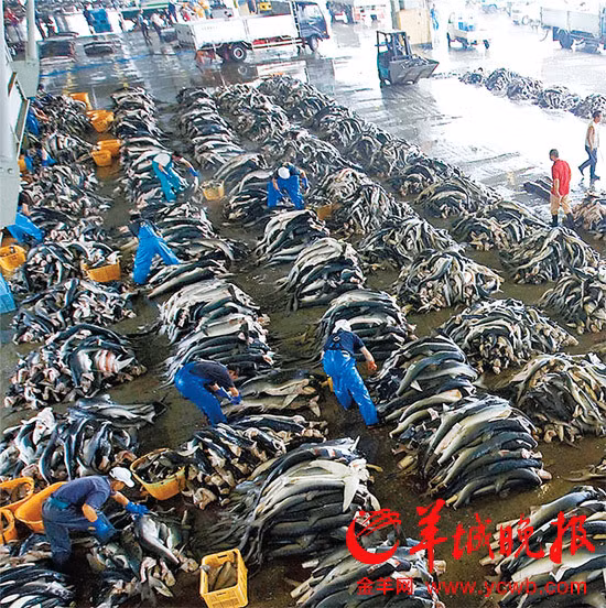 Công nhân lấy vây cá mập tại một nhà xưởng.