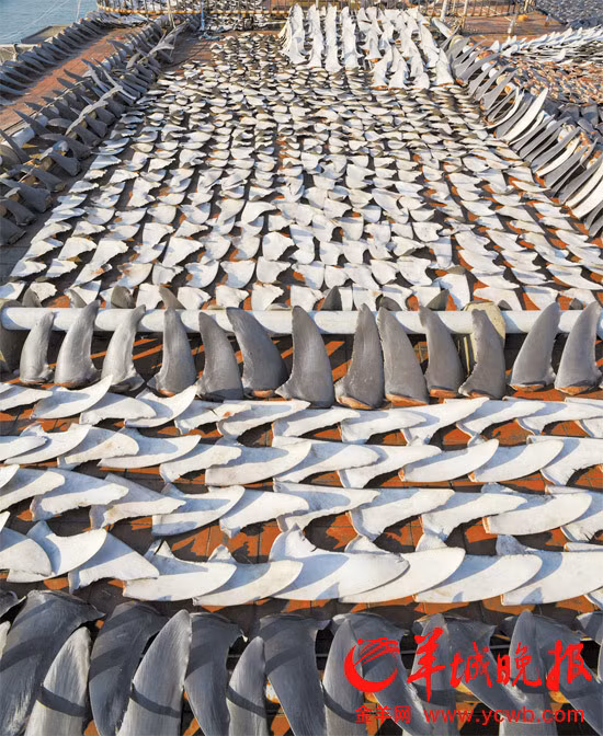 Vây cá mập đem phơi khô trước khi được chế biến thành nguyên liệu nấu súp.