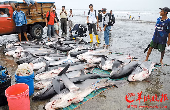 Cá mập bị khai thác vây ngay tại bãi biển.