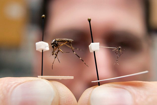 Những con muỗi "khổng lồ" gallinippers có kích cỡ gấp 20 lần muỗi thường. Những con muỗi "khổng lồ" gallinippers có kích cỡ gấp 20 lần muỗi thường.