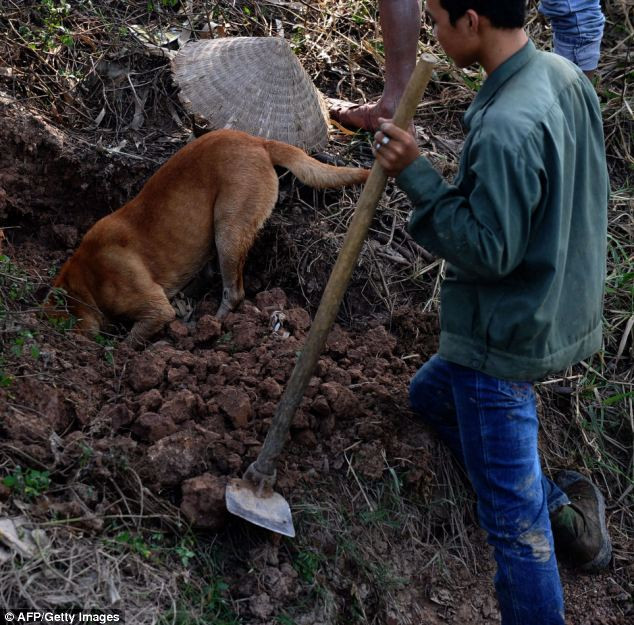 Đào hang bắt chuột. Đào hang bắt chuột.