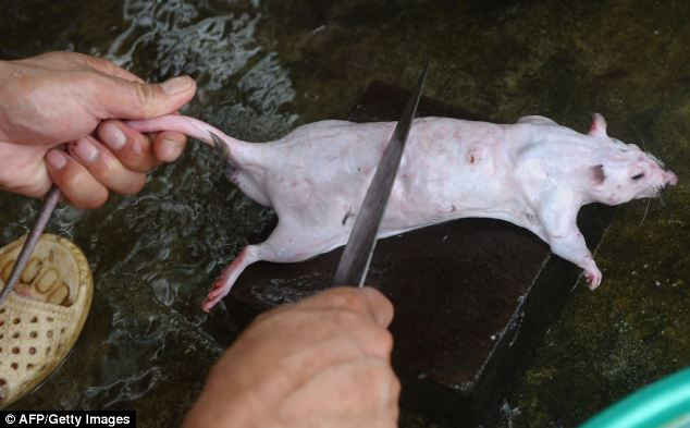 Chuột được làm sạch lông. Chuột được làm sạch lông.