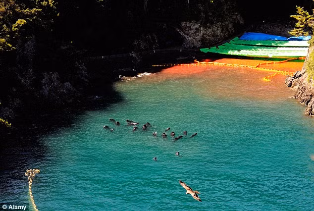 Những con cá heo bị lùa vào vịnh trước cuộc thảm sát.