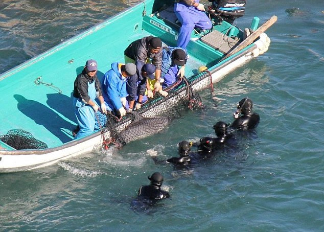 Số cá heo bị giết mổ nhiều gấp 4 lần số được bán để nuôi nhốt.