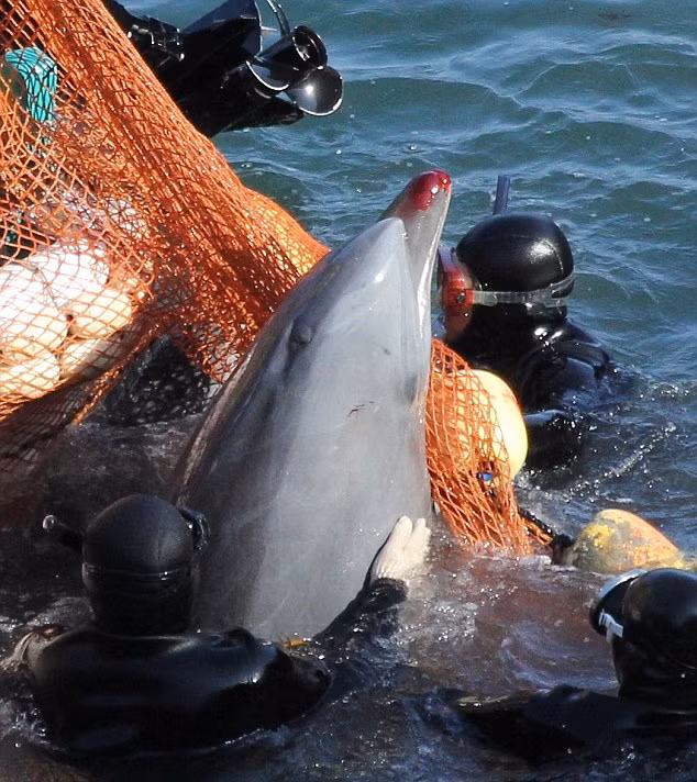 Một con cá heo được chọn đem bán trong mùa săn bắn tại Taiji năm vừa rồi.