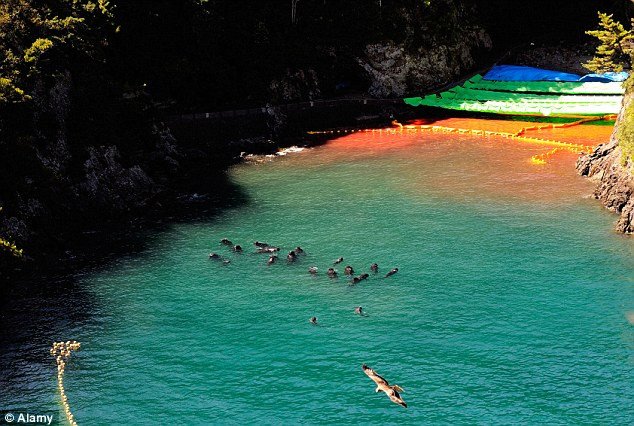 Những con cá heo bị lùa vào vịnh trước cuộc thảm sát.