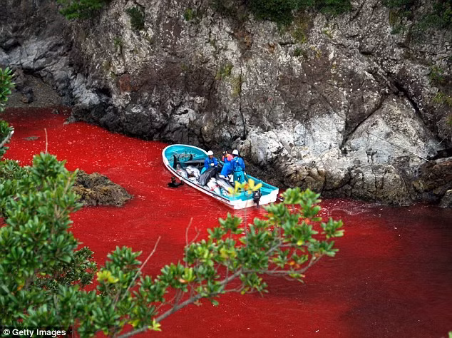 Cả một vùng vịnh bị nhuộm đỏ bởi máu của những con cá heo.