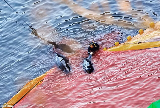 Các ngư dân Nhật Bản nói rằng họ đã cho lũ cá một cái chết nhân đạo bằng một cái chết nhanh chóng.