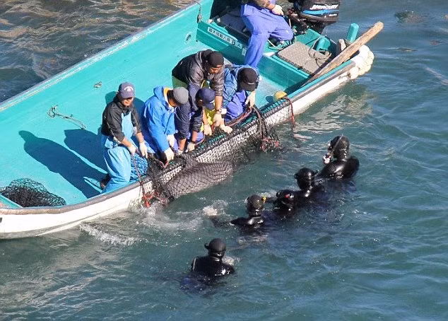 Số cá heo bị giết mổ nhiều gấp 4 lần số được bán để nuôi nhốt.