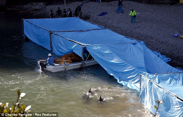 Sau nhiều lần bị các tổ chức môi trường và bảo vệ động vật lên án, các ngư dân Nhật Bản đã dùng bạt xanh để che chắn khu giết mổ tránh sự nhòm ngó từ bên ngoài.