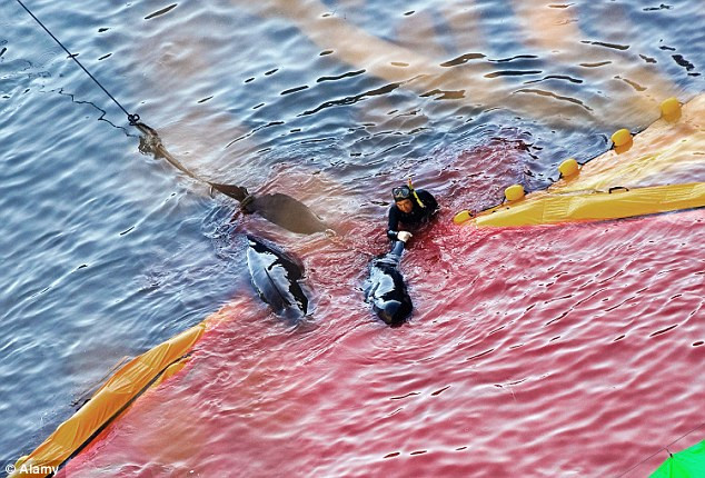 Các ngư dân Nhật Bản nói rằng họ đã cho lũ cá một cái chết nhân đạo bằng một cái chết nhanh chóng.