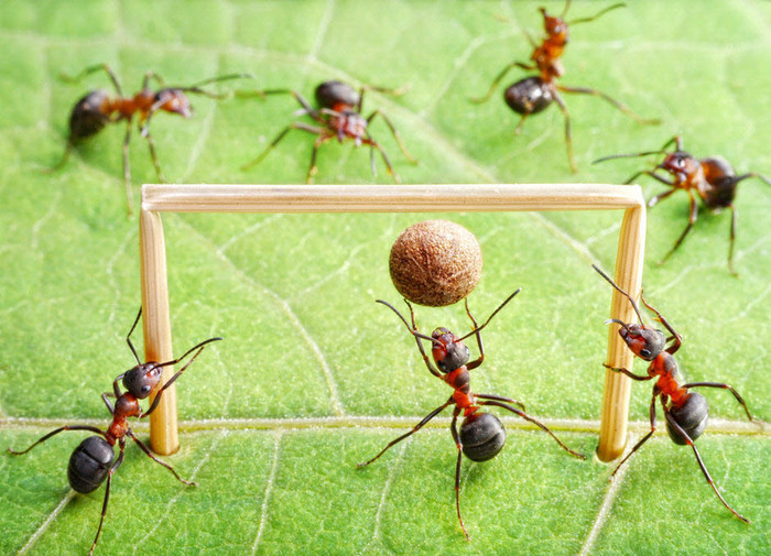 Để có được tác phẩm cực kỳ phức tạp này, ông đã phải tốn không ít thời gian để sắp xếp các cầu thủ kiến... Để có được tác phẩm cực kỳ phức tạp này, ông đã phải tốn không ít thời gian để sắp xếp các cầu thủ kiến...