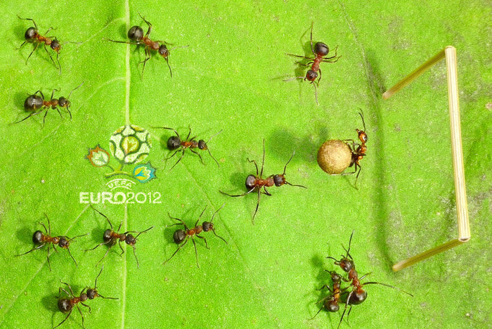 Nhân sự kiện EURO 2012, nhiếp ảnh gia người Nga Andrey Pavlov đã giới thiệu bộ ảnh đặc biệt về những chú kiến tí hon đá bóng. Nhân sự kiện EURO 2012, nhiếp ảnh gia người Nga Andrey Pavlov đã giới thiệu bộ ảnh đặc biệt về những chú kiến tí hon đá bóng.