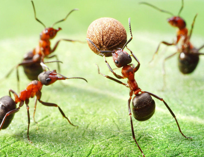 ...trên sân bóng là một chiếc lá màu xanh. ...trên sân bóng là một chiếc lá màu xanh.