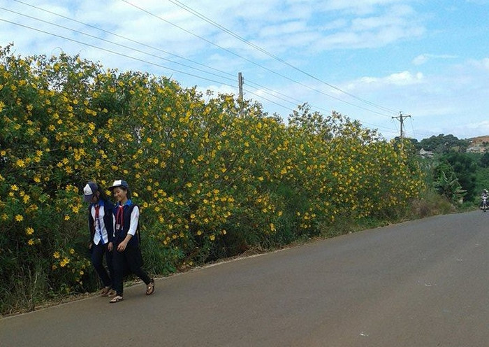 Học sinh đi học trên con đường ngập tràn sắc dã quỳ vàng Học sinh đi học trên con đường ngập tràn sắc dã quỳ vàng