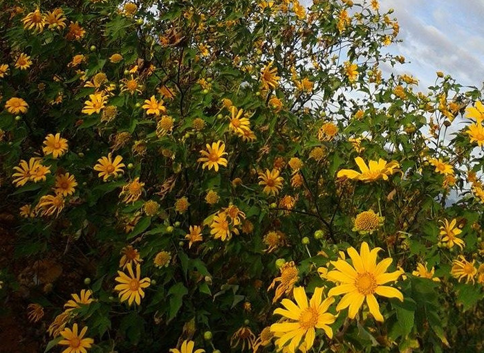 Dã quỳ thường nở vào cuối thu đầu đông, ngập tràn trên con đường đi dạy của cô Hường Dã quỳ thường nở vào cuối thu đầu đông, ngập tràn trên con đường đi dạy của cô Hường