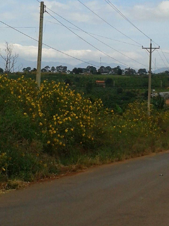 Dã quỳ mọc bên đường - loài hoa tượng trưng cho tình yêu chung thủy Dã quỳ mọc bên đường - loài hoa tượng trưng cho tình yêu chung thủy