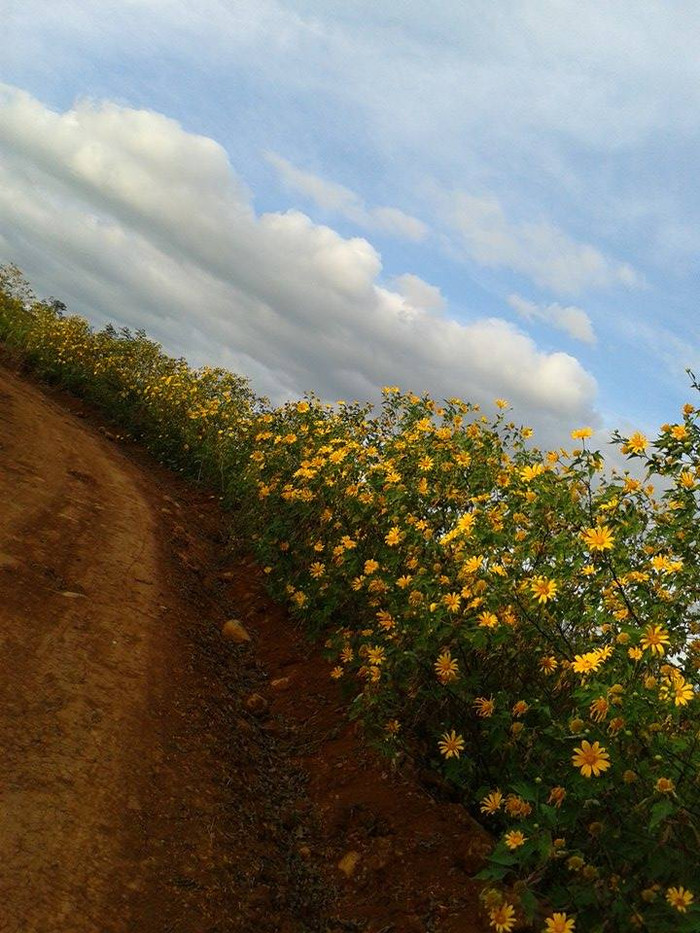 Chính tình cảm của học trò cùng với kỉ niệm về loài hoa dã quỳ đã níu bước chân cô giáo trẻ Thu Hường gắn bó với mảnh đất Tây Nguyên Chính tình cảm của học trò cùng với kỉ niệm về loài hoa dã quỳ đã níu bước chân cô giáo trẻ Thu Hường gắn bó với mảnh đất Tây Nguyên