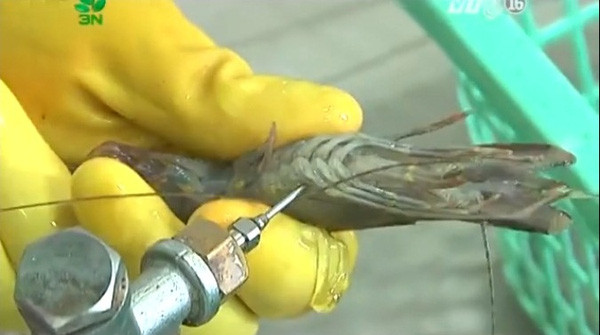 Những trường hợp bơm tạp chất vào tôm sẽ bị xử lý nghiêm. ảnh trên vtc. Những trường hợp bơm tạp chất vào tôm sẽ bị xử lý nghiêm. ảnh trên vtc.