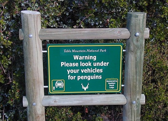 Chú ý, hãy nhìn dưới gầm xe để tránh đâm vào chim cánh cụt.(Xem clip: Suýt nát xương vì linh dương châu Phi) Chú ý, hãy nhìn dưới gầm xe để tránh đâm vào chim cánh cụt.(Xem clip: Suýt nát xương vì linh dương châu Phi)