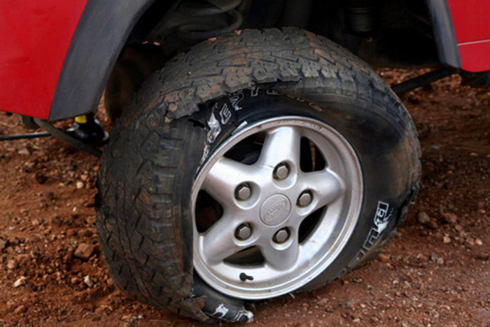 Hậu quả, lốp xe bị cắn nát.(Xem clip: Suýt nát xương vì linh dương châu Phi) Hậu quả, lốp xe bị cắn nát.(Xem clip: Suýt nát xương vì linh dương châu Phi)