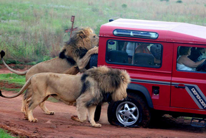 Hành khách cố thủ bên trong.(Xem clip: Suýt nát xương vì linh dương châu Phi) Hành khách cố thủ bên trong.(Xem clip: Suýt nát xương vì linh dương châu Phi)