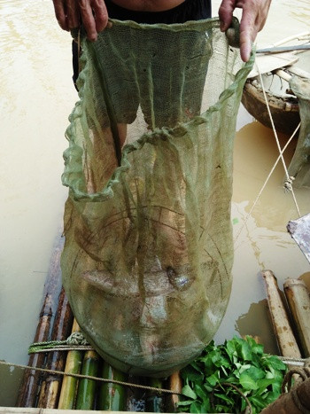 Thầy Tuất cho biết, có những hôm nước suối dâng, chỉ cần đi một đoạn là bắt được vài cân cá Lăng. Cũng chính vì thế mà chưa lần nào ra suối, thầy Tuất phải về tay trắng. Ảnh tư liệu giáo viên cung cấp.